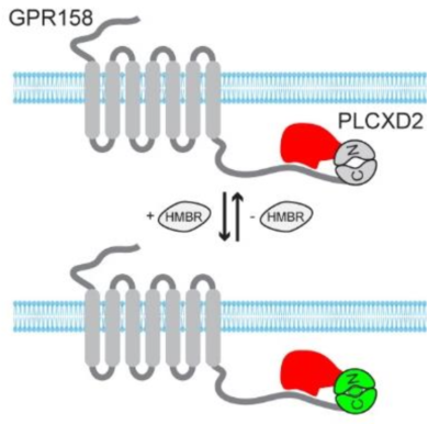splitFAST and GPCR in synapses