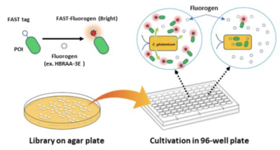 FAST in Corynebacterium glutamicum