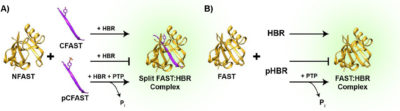 phosphatase and FAST