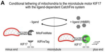 Tethring of mitochondria to microtubule with CATCHFIRE